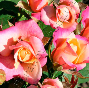 фото миниатюрной розы сорта Каталина Catalina.
