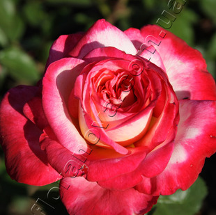 Чайно-гибридная роза сорта Роз Гожар Rose Gaujard 