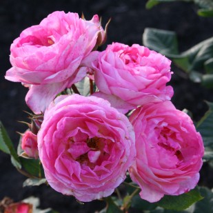 фото розы Mme de Stael. Мадам де Сталь 