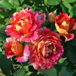 фото розы сорта Rose des Cisterciens. Роз дес Систерсьенс