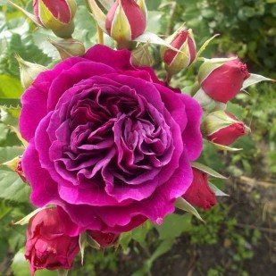фото розы сорта Purple Lodge. Пёпл Лодж