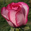 фото чайногибридной розы сорта Дольче Вита Dolce Vita 2000 