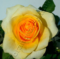 фото чайногибридной розы сорта Кронос  Kronos