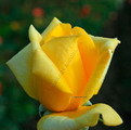 фото чайногибридной розы сорта Ландора Landora (Sunblest)