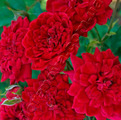 фото миниатюрной розы сорта Ред Мин, Red Min 