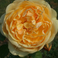 фото английской розы сорта Graham Thomas.  Грэхам Томас