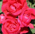фото канадской розы сорта Виннипег Паркс Winnipeg Parks