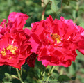 фото розы John Franklin Джон Франклин