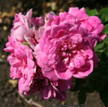 фото канадской розы сорта  Louis Jolliet Луис Джолиет