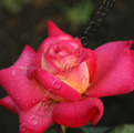 Чайно-гибридная роза сорта Роз Гожар Rose Gaujard 