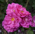 Фото розы сорта John Cabot, Джон Кабот