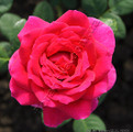Фото цветка чайно-гибридного сорта розы Биг Пепл Big Purple 
