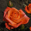 фото чайногибридной розы сорт Вуду Voodoo
