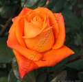 фото чайногибридной розы сорт Вуду Voodoo