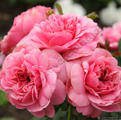 Фото розы Royal Bonica. Роял Боника