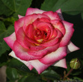фото чайногибридной розы сорта Куин Амазон Queen Amazone