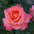 Фото розы Augusta Luise. Августа Луиза