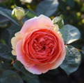 Фото розы сорта Chippendale. Чиппендейл