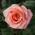 Фото розы Barock. Барок