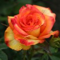 фото сорт розы  Tucan Тукан