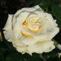 Фото розы Mondiale. Мондиаль