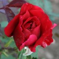 фото розы Botero. Ботеро