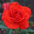 Kordes Brillant фото роз