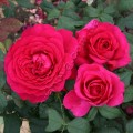 фото розы сорта Johann Wolfgang von Goethe Rose. Иоганн Вольфганг фон Гете