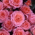 фото розы Pink Abundance. Пинк Эбандэнс