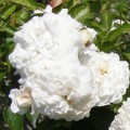 фото розы White Dorothy, Уайт Дороти. фото розы White Dorothy, Уайт Дороти.