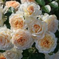 Саженцы роз Marie Antoinette Мария Антуанетта