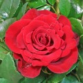 Фото розы Sexy Red. Секси Ред