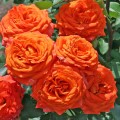 фото сорт розы Апельсин