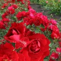 фото канадской розы сорта Champlain, Шамплейн