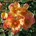фото розы сорта Bienenweide Apricot.