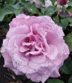 Фото сорт розы Blue Parfum. Блю Парфюм.