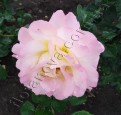 Фото чайногибридной розы сорта  Глория Дей Gloria Dei